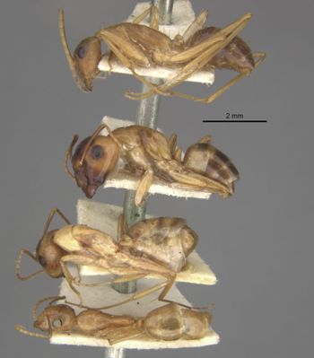 Media type: image;   Entomology 21478 Aspect: habitus lateral view